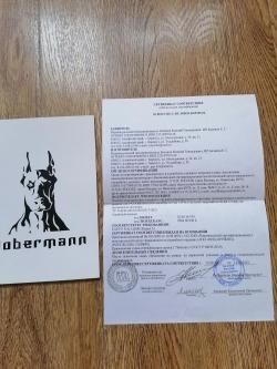 Альфа Доберман 