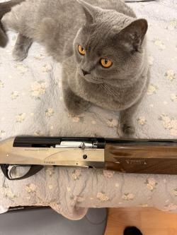 benelli raffaello crio 12/76