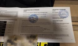 Бульдог от Kurs 2025
