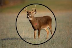 Carl Zeiss(загонник)  на шине Blaser