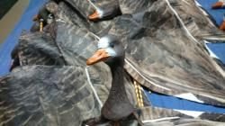 Чучела / флюгера гусей