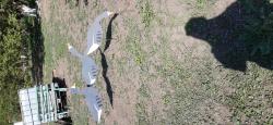 Чучела- профиля белолобых гусей 