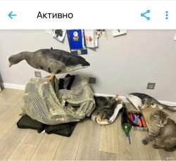 Чучела белолобого гуся