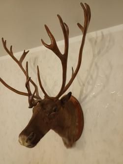 Чучело головы ссверного оленя