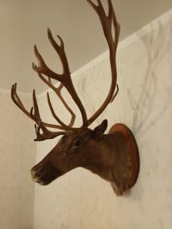 Чучело головы ссверного оленя