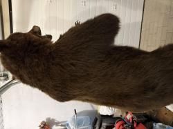 Чучело медведя