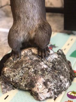 Чучело выдры