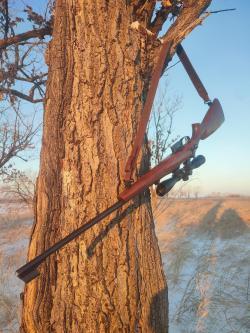CZ-527