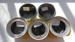 Дробь 5, 3, 1, 0 по 300 р. за 1 кг