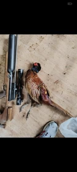 Дубрава чекан 6.35 карабин 