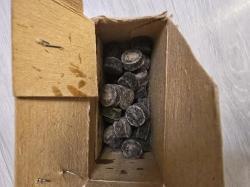 Гильзы 16 калибр, пыжи войлочные 16 клб СССР