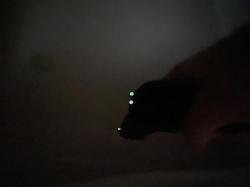 Grand Power T12 (Slovakia)