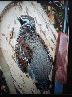 Иж 94 север. 5,6*39/20*76