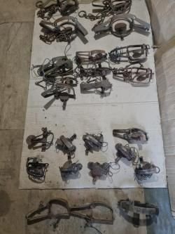 Капкан промысловый.