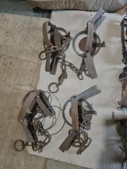 Капкан промысловый.