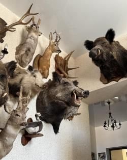 Коллекция чучел