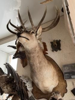 Коллекция чучел