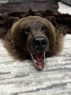 Ковер из шкуры медведя (шкура)