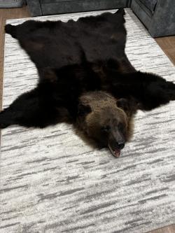 Ковер из шкуры медведя (шкура)