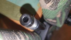 Крикет коротыш в 5,5