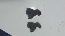 Курки Красные МР 654к под длинный ударник старого образца ЗИП МР 654к