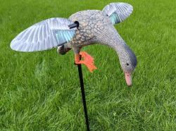 Махокрыл утка