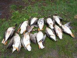 Манок Plurifon Плюрифон