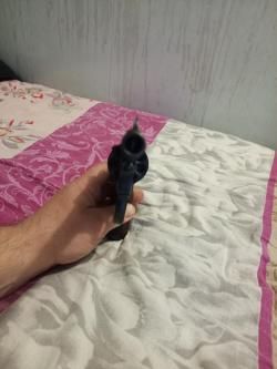 Наган СО 95/9