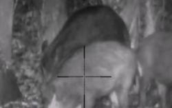 Цифровой Ночник pulsar N870