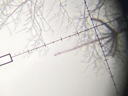 Оптический прицел Nightforce NXS 5.5-22х50 F2.MLR.