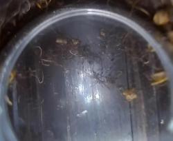 Осмотр канала ствола бороскопом, замер калибрами (7,62), подбор по вашим требованиям!