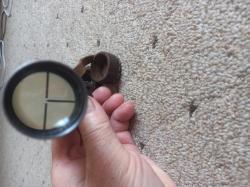 Прицел Мосина