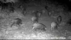 Приманка на кабана