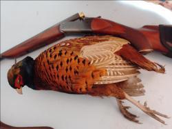 Продам ружье ИЖ 17