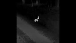 Продам тепловизор