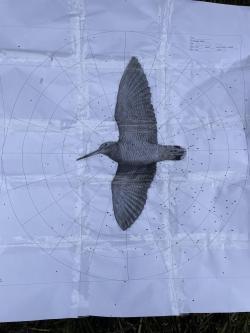 Продаю иж-43 20/76