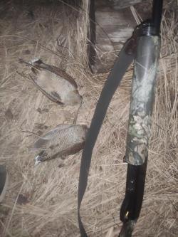Remington 1100 Sporting 