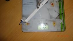 Ружьё для подводной охоты оса 500/01 + допы.