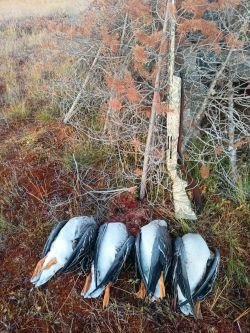 Ружье Franchi Affinity 3 Max5