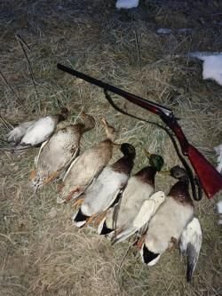 Ружьё тоз бм 20 калибра