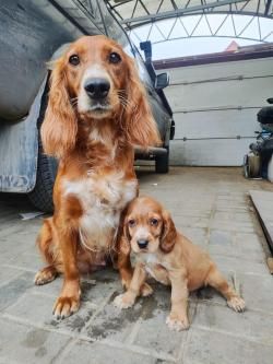 Щенка Русского Охотничьего Спаниеля (РОС) от рабочих родителей. РКС, документы. 