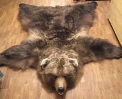 Шкура камчатского медведя (ковёр)