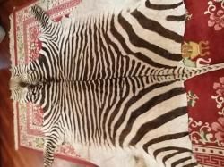 Шкура зебры выделанная под ковер 1 сорт крупная.