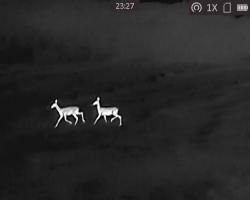 Тепловизор HIKMICRO LYNX PRO LH19