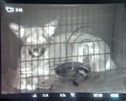 Тепловизор Pulsar Helion XQ50F