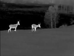 Тепловизор Sytong RM 06-50 LRF