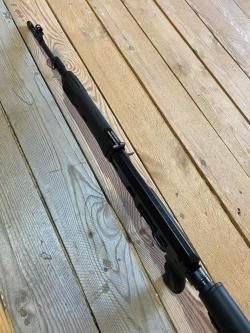 Тигр короткий