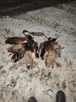 ТОЗ-34ЕР Добычливый