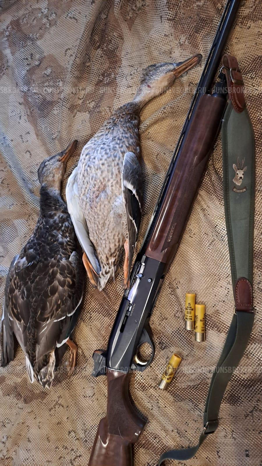 Бенелли Монтефельтро