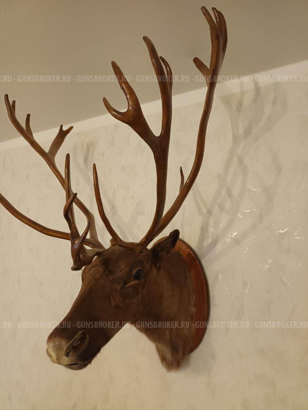 Чучело головы ссверного оленя